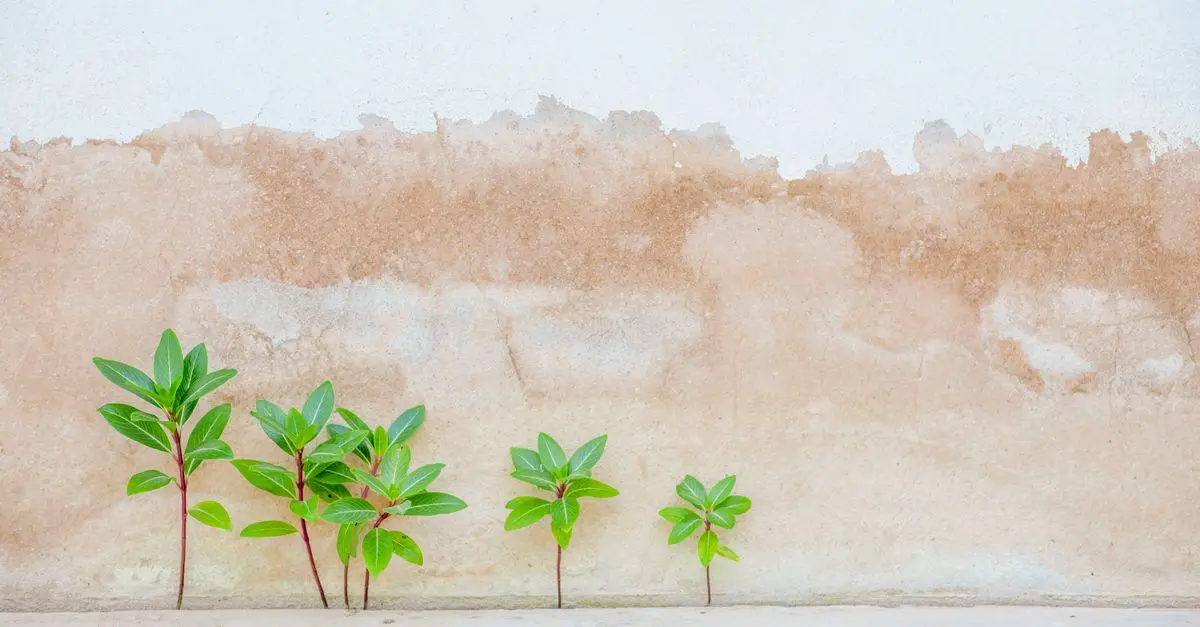How to Monetise Your Influence: A Comprehensive Guide